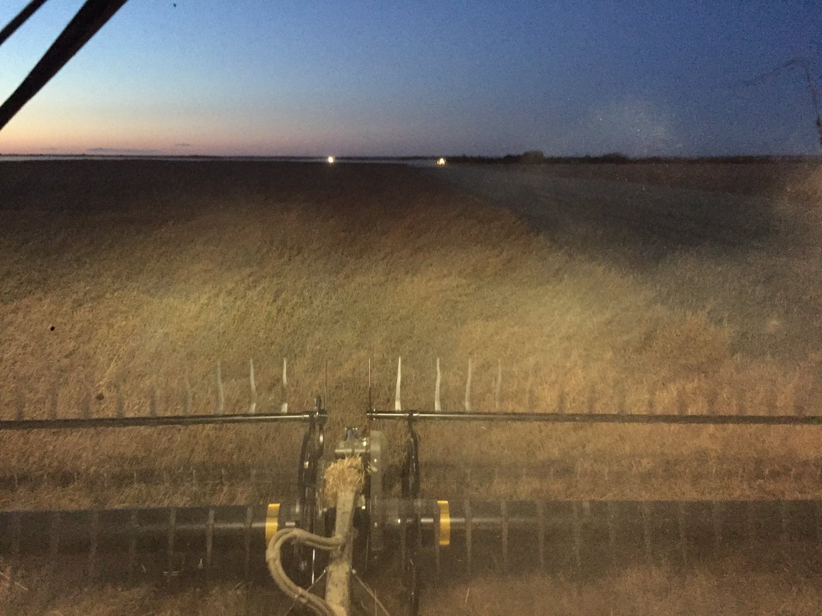 CamCanola's tweet photo. Beautiful evening to be harvested, hope my grower can harvest late tonight. Might have to finish tomorrow. #SY4157 https://t.co/43YodxOG2p