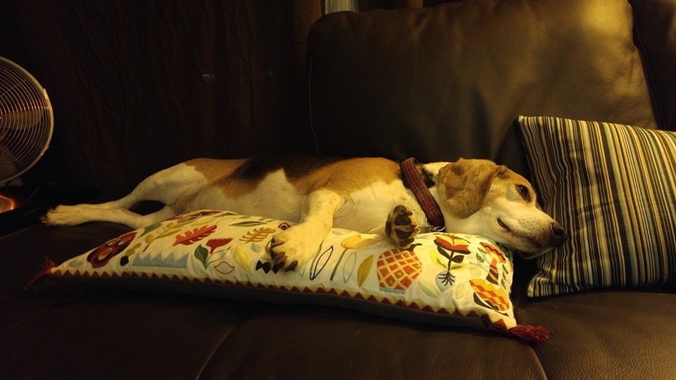 Glasgowlassy's tweet photo. My friends boy Hank chilling with his new cushion #handsomdevil https://t.co/0KZmPOj4PD
