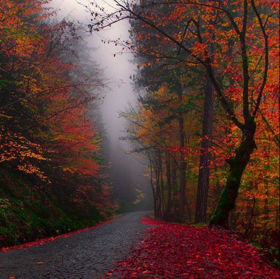 OraliaSotoRoman's tweet photo. All seasons are beautiful for the person who brings happiness itself. Happy Autumn!!! https://t.co/Q22KvhFve7