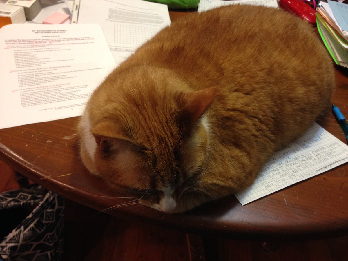mageescience's tweet photo. When you're TRYING to finish grading, but the kitty says "not until you feed me first!"
#sorryAPES #fatcatistheboss https://t.co/ooAreuBm0J