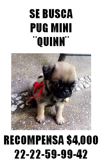 aztecapuebla's tweet image. #ServicioSocial Ayúdanos a encontrar a "Quinn" se perdió en la Col. Santa María. Inf. 2225599942