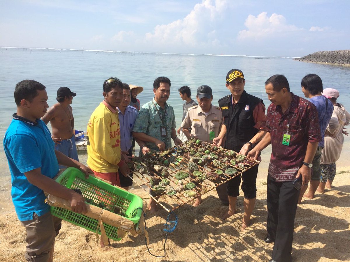 Pelepasliaran Coral sbnyk 500 pcs di Pntai Serangan Bali tindak lanjut pggalan di Pd Bai @HumasBkipm <a href="/rinajanwar2201/">Rina</a>
