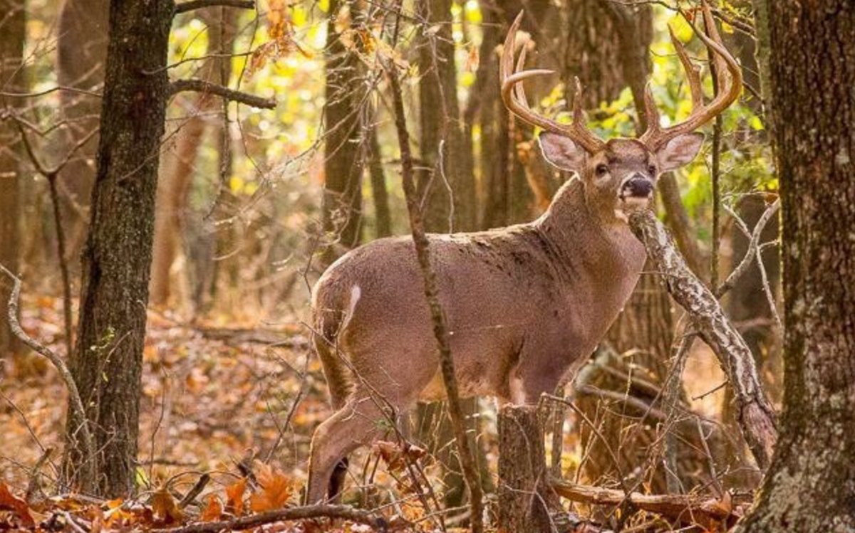 larahunting5's tweet photo. #huntig
2016 archery elk hunt
_ https://t.co/0JLXBkqOsh https://t.co/YlUPgXbMrf