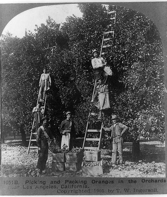 jfleck's tweet photo. "Picking and packing oranges in the orchards, near Los Angeles, California" 1905 https://t.co/DnwfqLHDnj https://t.co/sRgcvvk2ll
