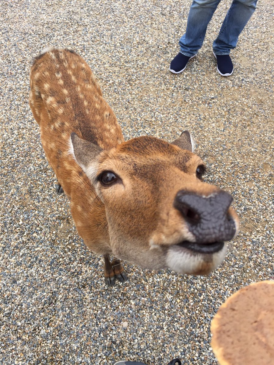 田村 巧次 オウンドメディア構築 支援の株式会社コタム Pa Twitter