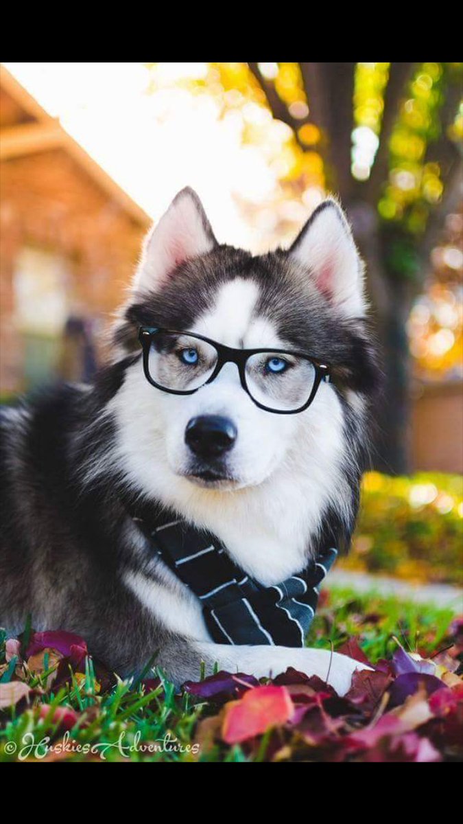 ÖZGÜRLÜK İŞARETİNİN TARZ OLDUĞU YERDE BOZKURT İŞARETİ FARZDIR.

GÜNAYDIN