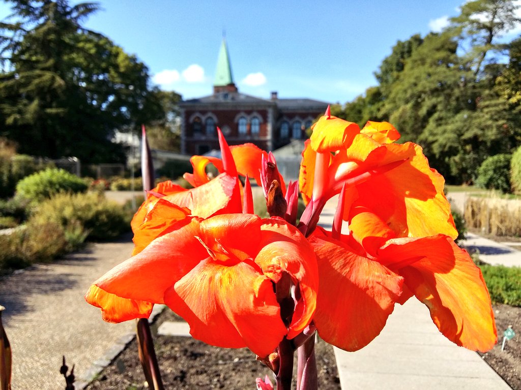 ulrikmads's tweet photo. Flowers in the sun outside The Olde Faculty Library. What a terrific #indiansummer this year! https://t.co/5Jr6M17cIB