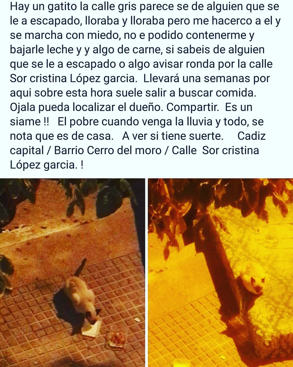 Adrianpule's tweet photo. RT PORFA GATITO PERDIDO ! https://t.co/T56VLDwfw1
