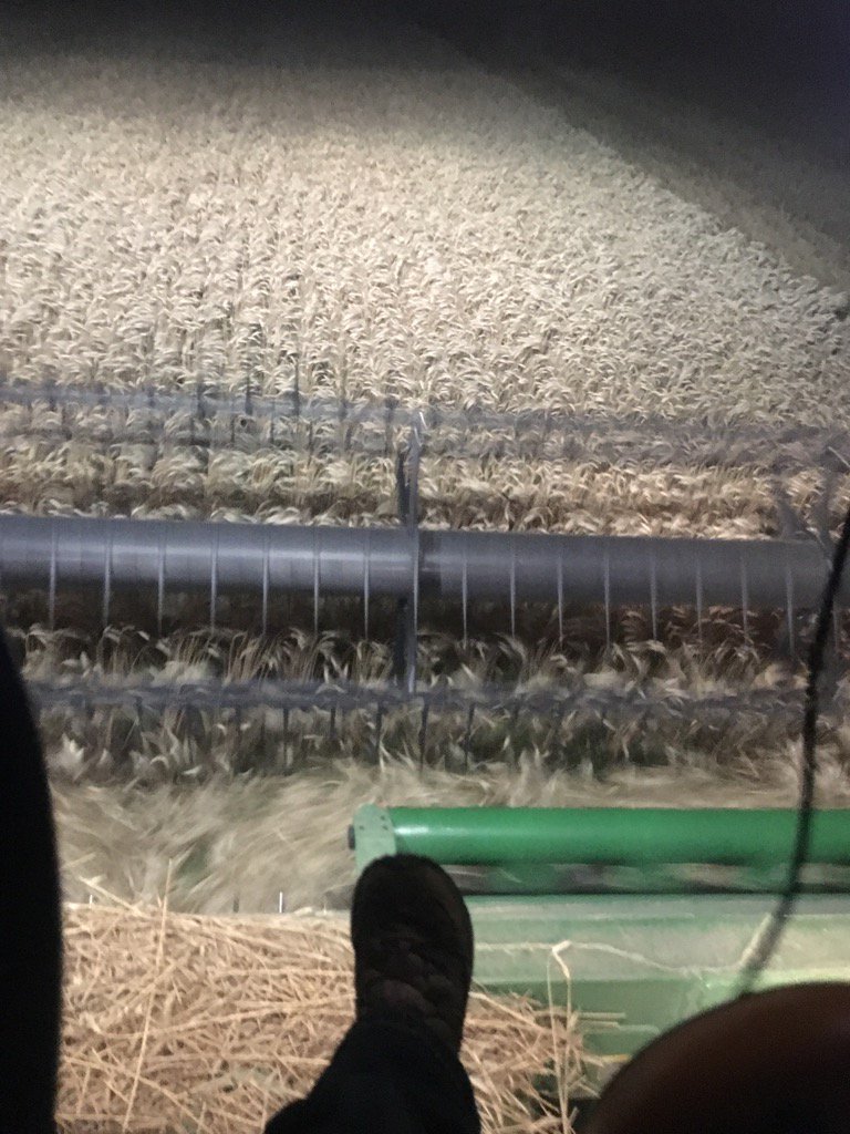 AaronkccRyan's tweet photo. Well another late night cutting Durum. Rain rain go away. https://t.co/1Gdgk0HkHS