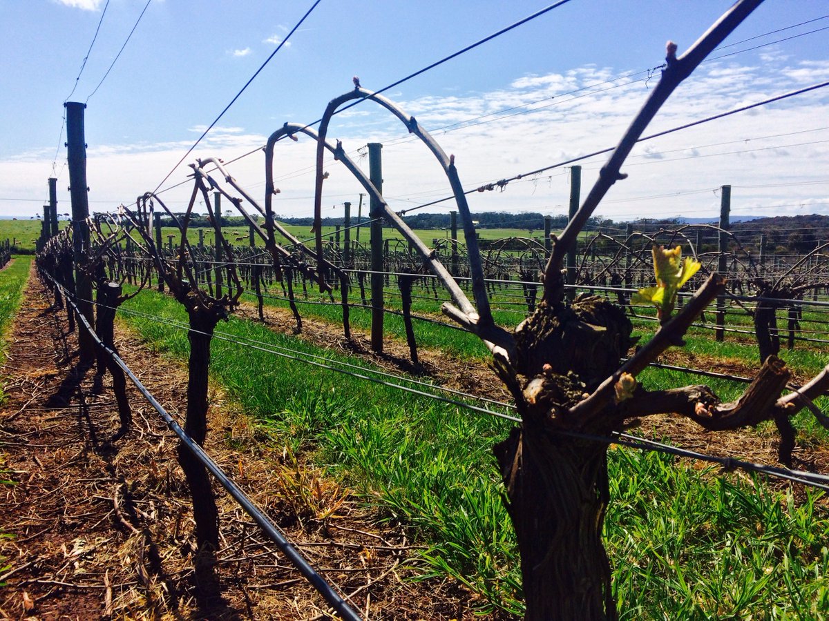 Sun-shining - Bud Bursting!  
.Pinot Gris.