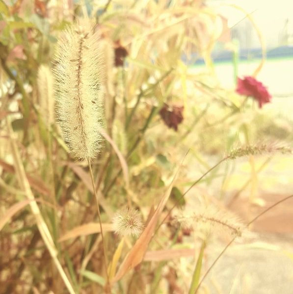 song_jae_lim's tweet photo. 秋が過ぎていくね
名前も知らない
乾いてしまった花と
もうすぐ枯れてしまう花の中に
Holaが好きだった猫じゃらし
Miss Hola
#秋　#会いたい　#ハーモニカ幻聴 https://t.co/3mRPnaZ28Z