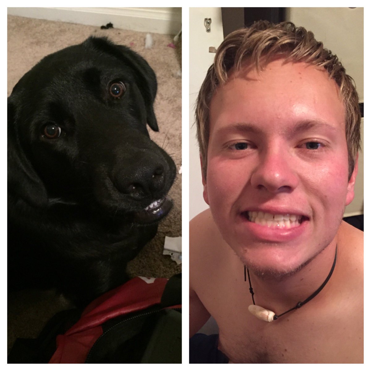 bluemoose96's tweet photo. They say dogs grow up to look like their owners https://t.co/Mx42m0M0uf