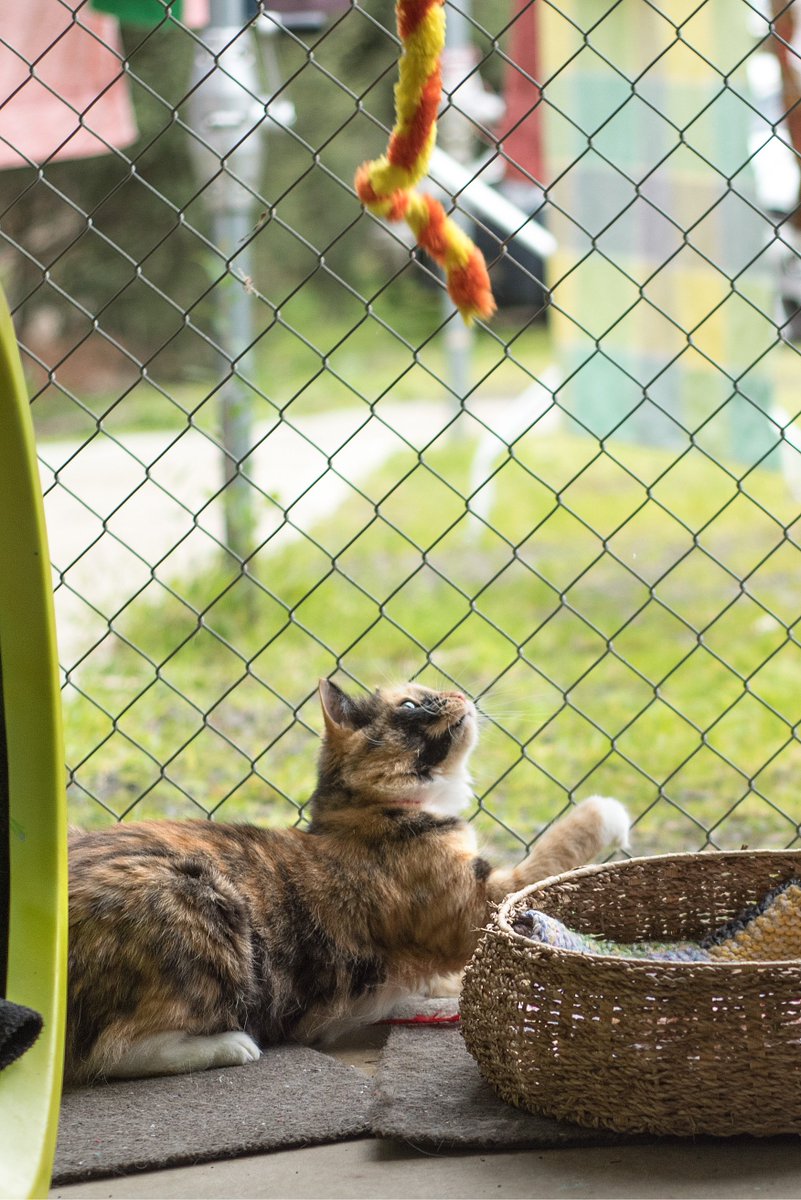 Playtime in the cattery today with Baxie!