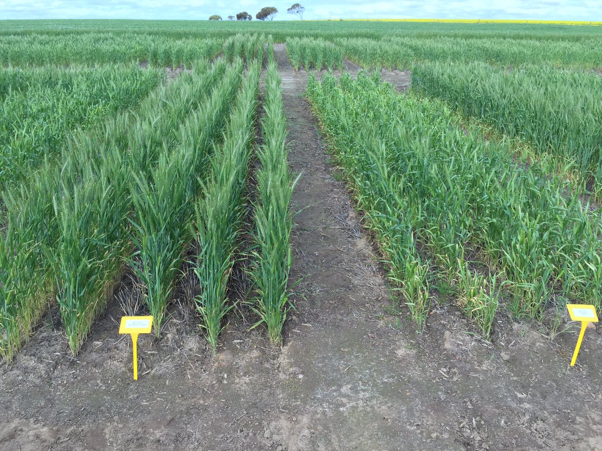 Cummins Landmark- Amazing response to liquid copper at 1kg ha actual 2 years in a row verses nil control.