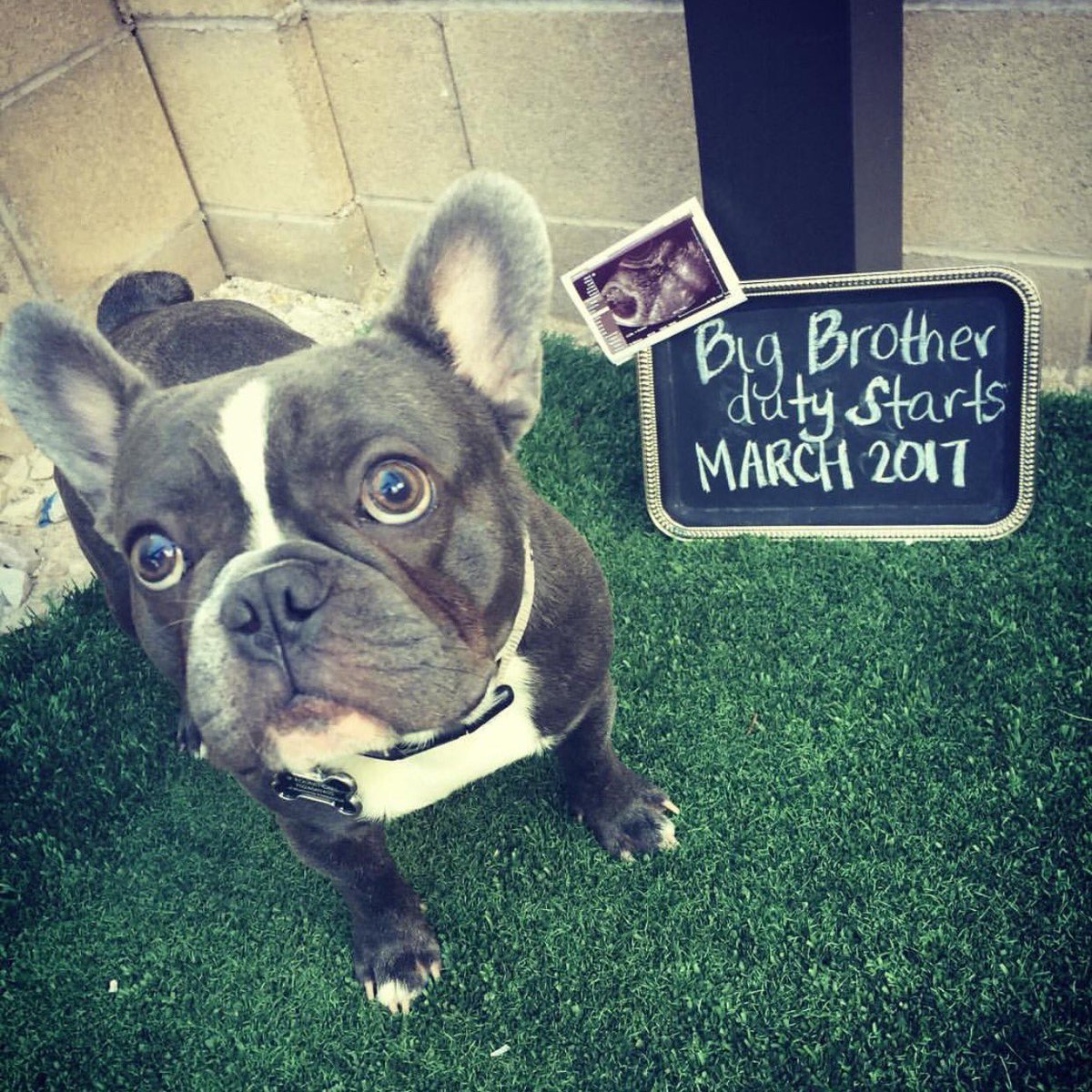 DogsOfReno's tweet photo. Dozer found out last month he is going to be a big brother! He plans on taking him to Reno's dog parks. #dogsofreno https://t.co/kOdqZJ8sLm