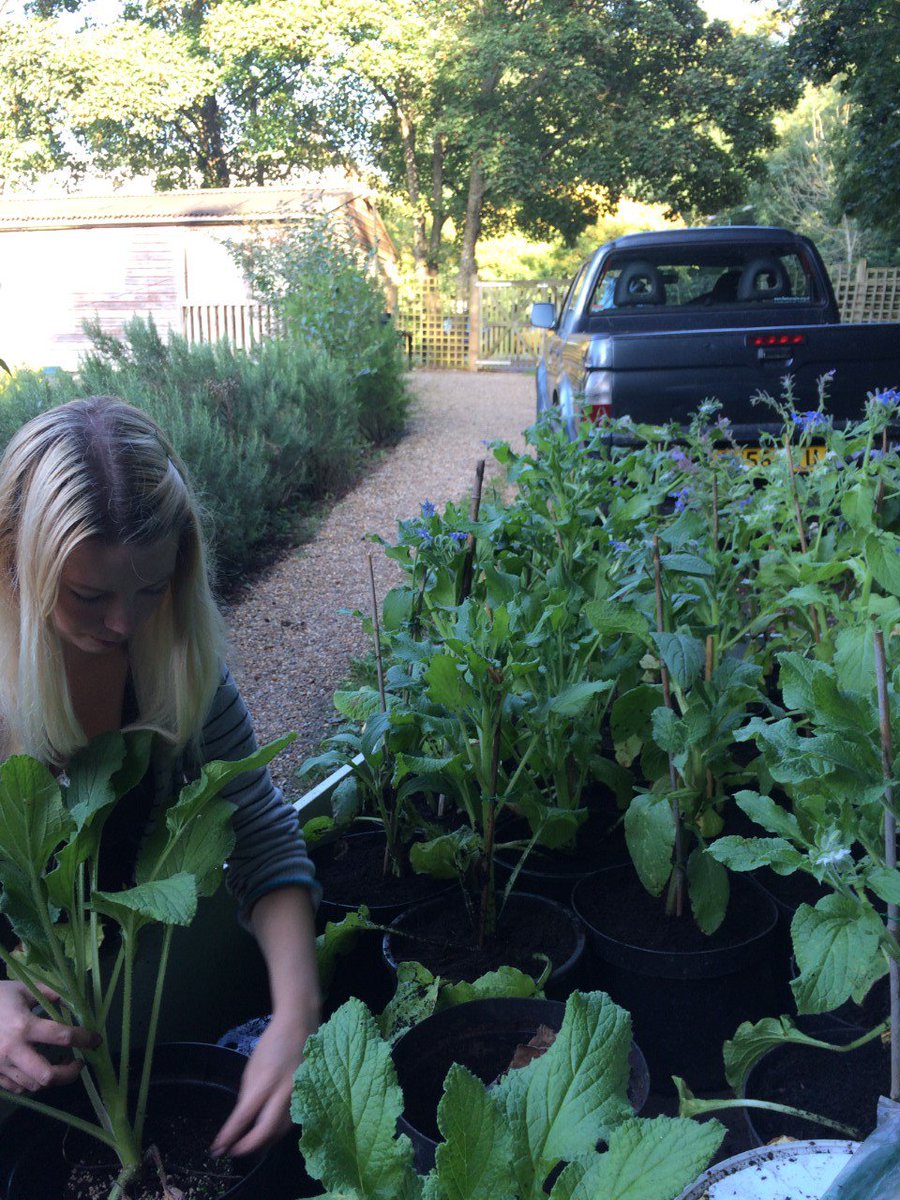 BazzardBees's tweet photo. Hard at work repotting my blue and white borage for a flower constancy project! Will the honeybees only forage on one colour? #EBE2016 #bees https://t.co/M4IV8LfdzT