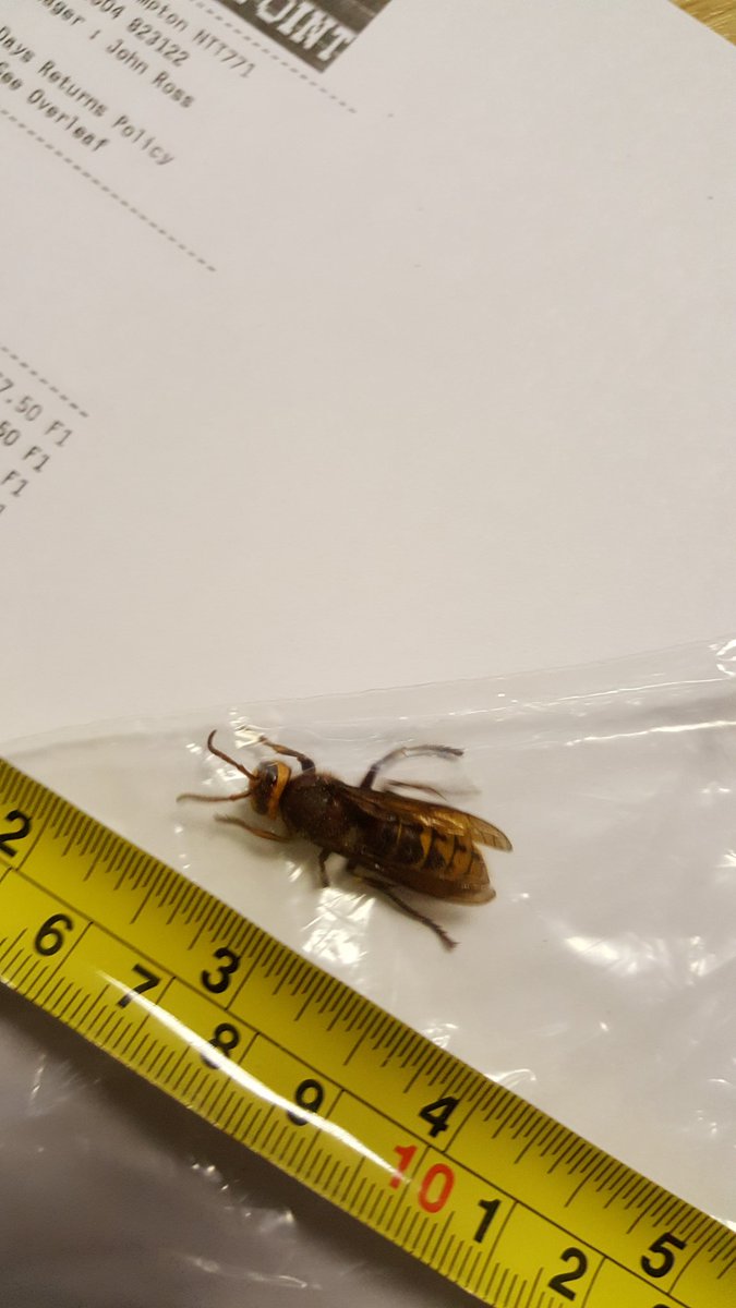 lippy280569's tweet photo. European Hornet invades West Hunsbury. Scary https://t.co/egiAaSGfBJ
