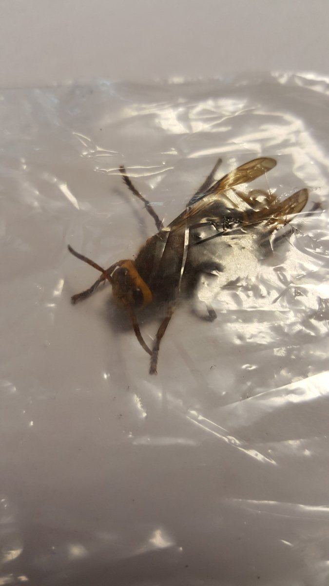 lippy280569's tweet photo. European Hornet invades West Hunsbury. Scary https://t.co/egiAaSGfBJ