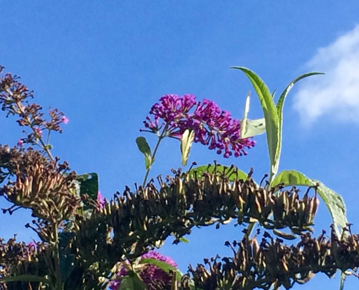ElementsDevon's tweet image. What a lovely day! Butterflies &amp;amp; blooms outside the Treatment Studio today😊