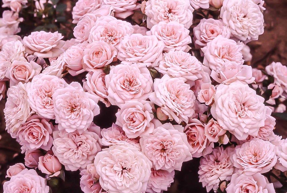 White Magazine (@whitemagazine) on Twitter photo 