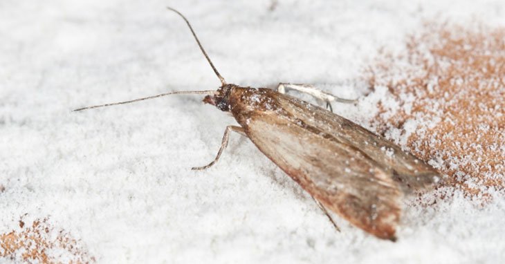 Knockout_Pest's tweet photo. How to Get Rid of Pantry Moths
https://t.co/X6pJrf6Unb #moths #pests #kitchenpests #moths #Pantrymoths #iKnockout #pestcontrol #pests https://t.co/mCdtk8DeGa