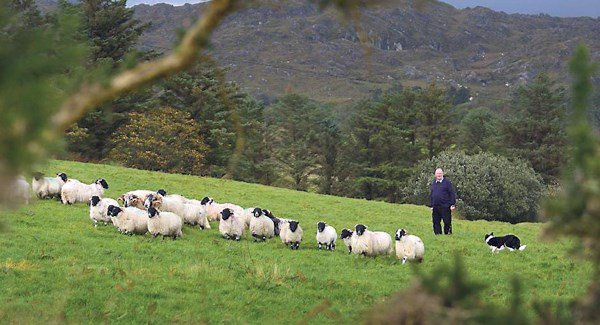 irishexaminer's tweet photo. #iefarmpoll: Poll’s low level of satisfaction with TAMS is no surprise https://t.co/gLJnAIWJuP (GM) https://t.co/AyN6bdni4t