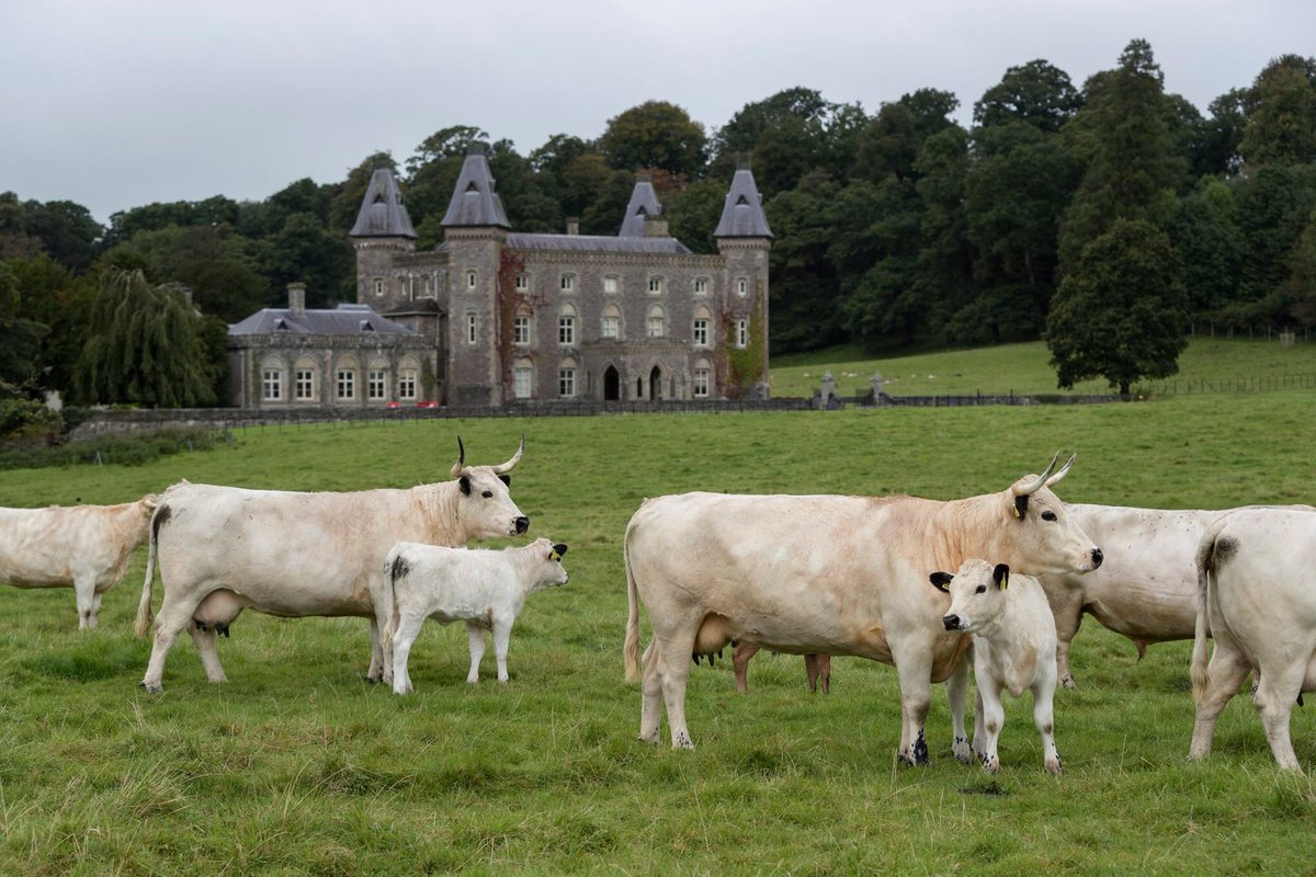 NTCymru_'s tweet photo. .@NTCarms is searching for the perfect bull to keep Dinefwr’s rare White Park Cattle bloodline alive. #SaveTheHerd https://t.co/zMYNkRZ4Ix https://t.co/06SQ5X2UBO