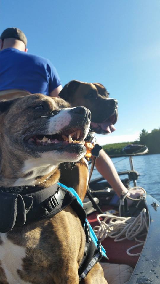 jenngren's tweet photo. @SeaBagsMaine Happy #NationalDogWeek from Sprocket &amp; Ratchet #dogsofseabags https://t.co/aBjnyQQrfn