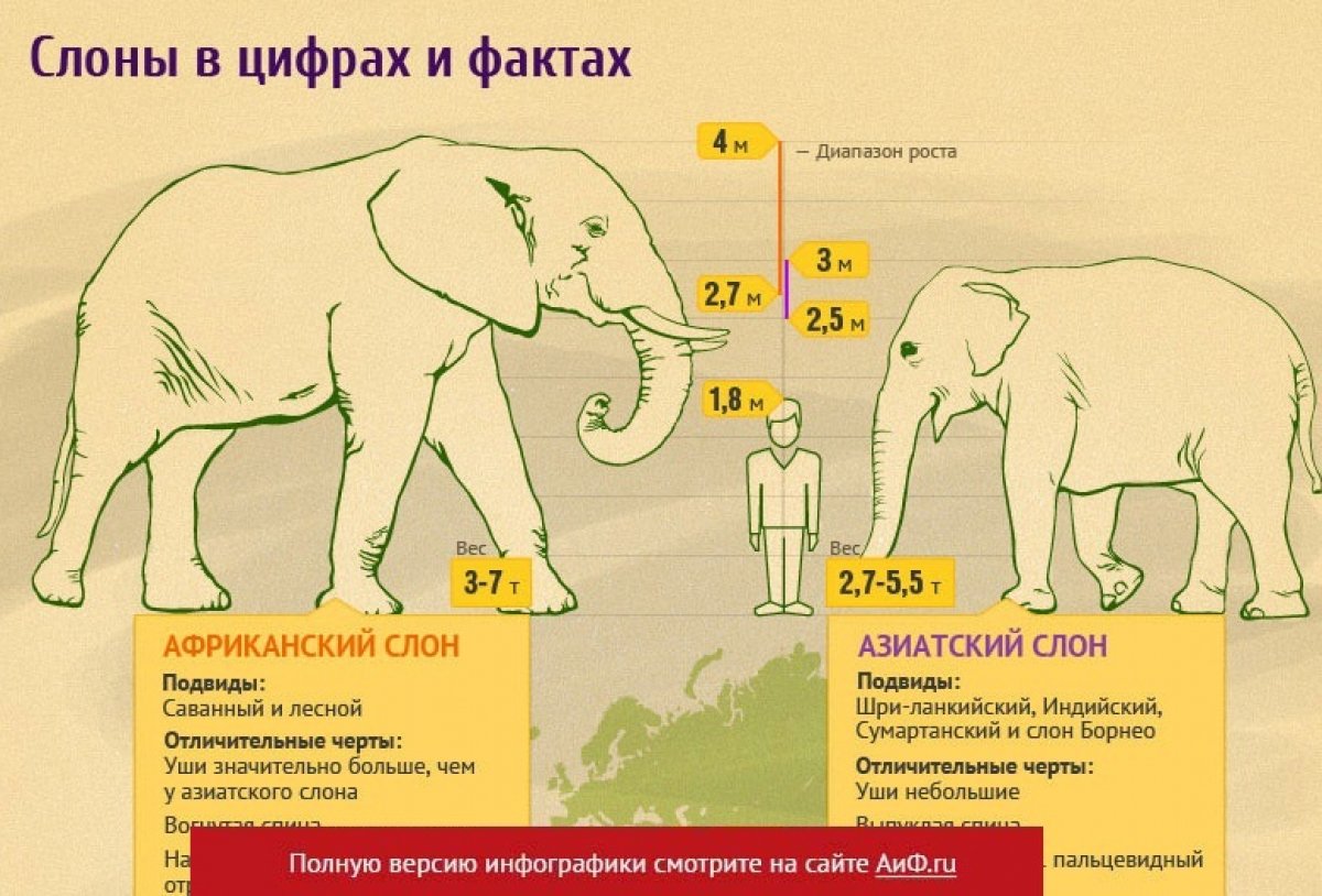 Рост африканского слона. Размеры слона. Африканский слон Размеры. Африканский и индийский слон сравнение.