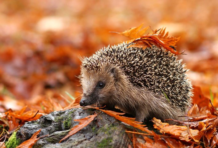 superjules69xxx's tweet photo. Happy #AutumnalEquinox Tweepies, I love autumn I do ....ππππ
#AutumnOfEd #WaitingForEd #BringOnAlbum3 πΏ https://t.co/P1XhU4ny0K