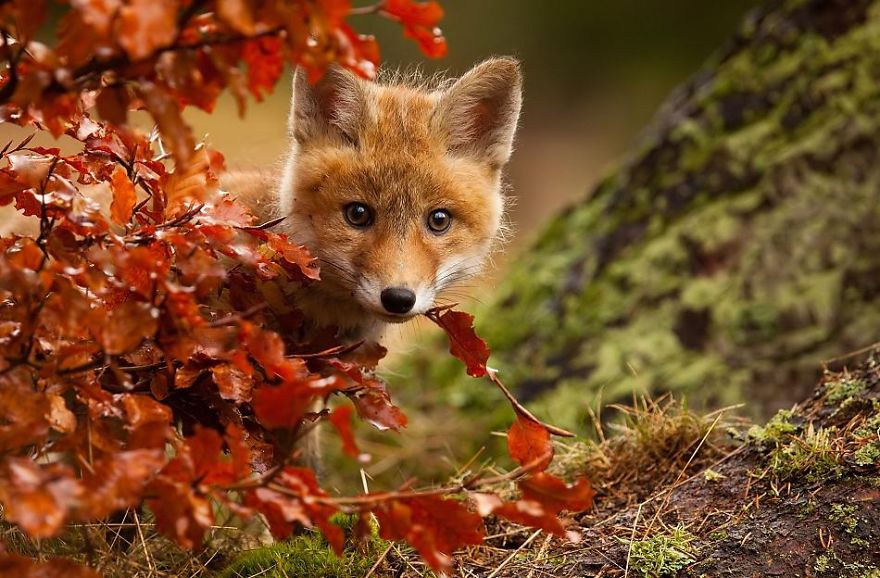 superjules69xxx's tweet photo. Happy #AutumnalEquinox Tweepies, I love autumn I do ....ππππ
#AutumnOfEd #WaitingForEd #BringOnAlbum3 πΏ https://t.co/P1XhU4ny0K