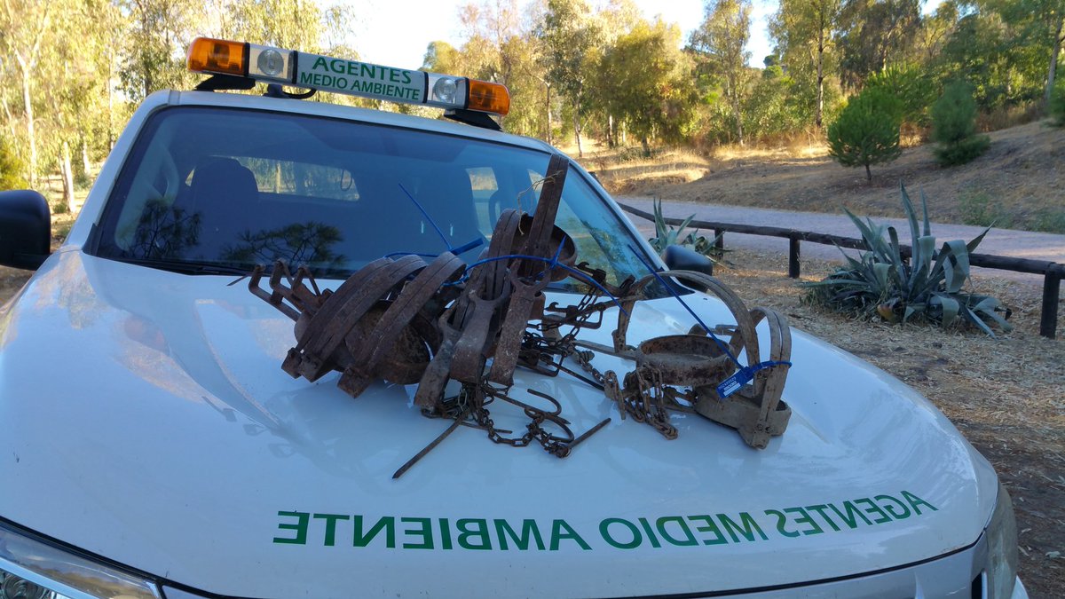 aamaa_es's tweet photo. No es 1 imagen antigua, siguen poniendo cepos en el monte. Estos retirados ayer por #AAMM en Sierra Morena #Cordoba https://t.co/3qTASKA0t4