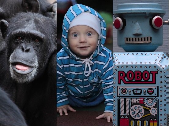 rowhoop's tweet image. Chimps vs robots vs toddlers! @rowhoop, @halhod and @Sally_Adee #battleforhumanity live.newscientist.com/chimp-vs-robot… #nslive