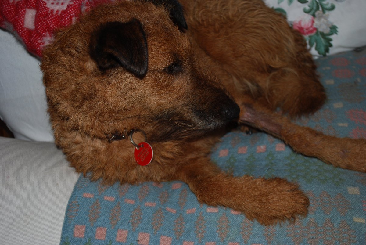 PearyHelen's tweet photo. Dog had physio yesterday to help re-align her and build up her leg again. She's improving week by week. Leg still bald though! #adderbite https://t.co/caaeGvQYbb