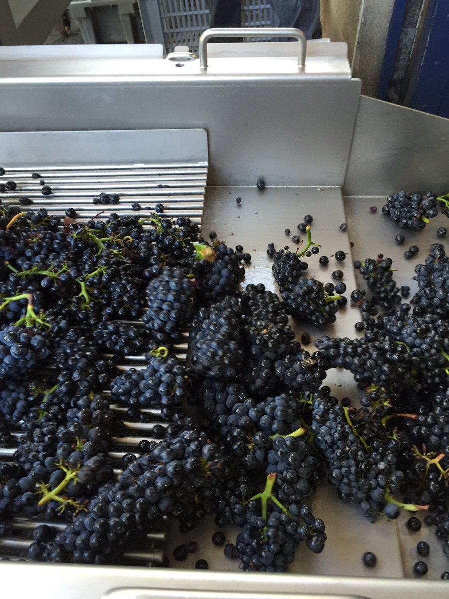 BazasDimitri's tweet photo. DÉBUT DES VENDANGES chez CHAMPY : CORTON ROGNET très beau Pinot Noir ! https://t.co/auvssYFDc3