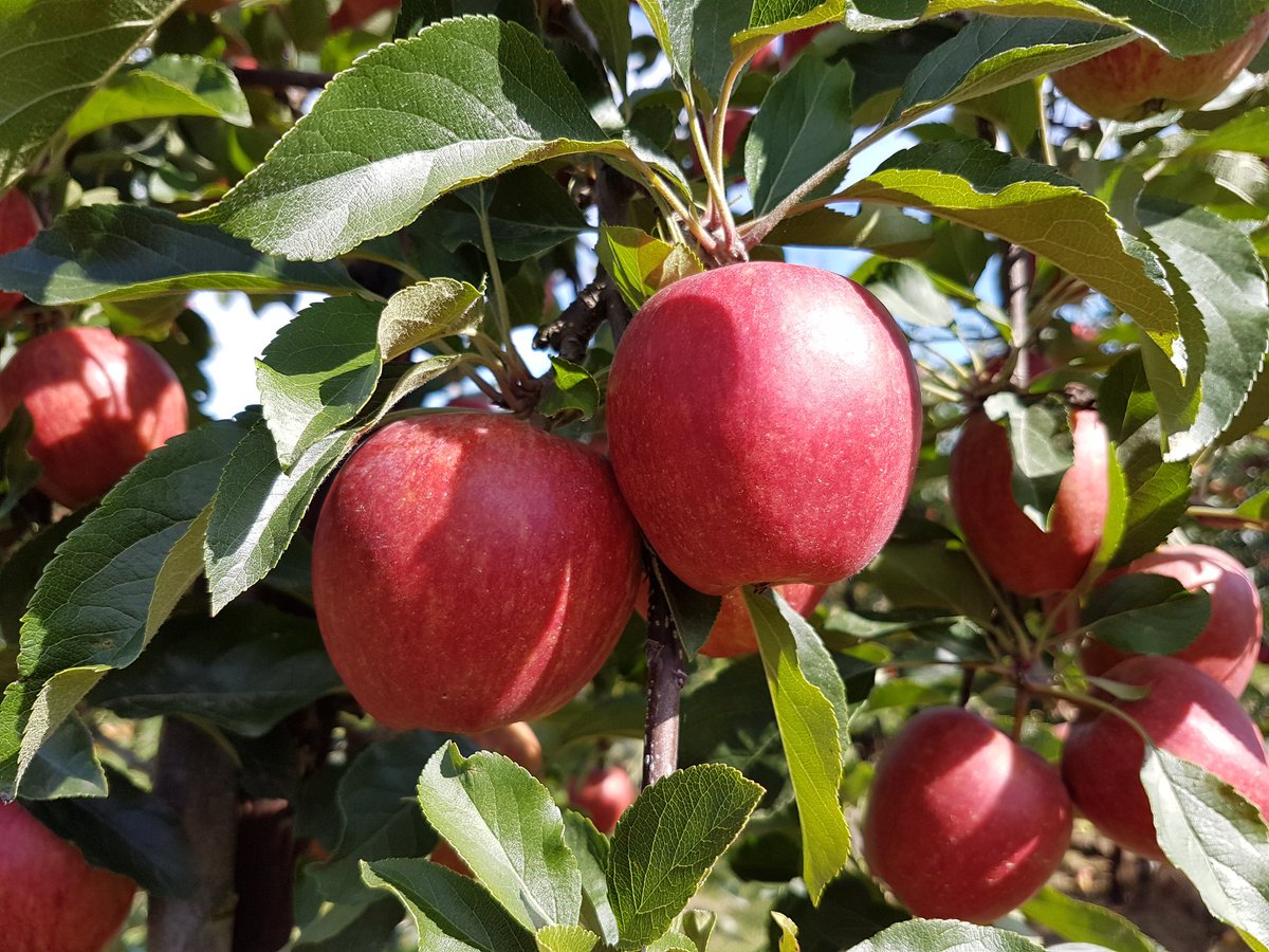 catecawley's tweet photo. #AutumnalEquinox. When night and day stand equal in duration, #nature is in balance, a #time of #harvest and celebration #FolkloreThursday https://t.co/wngzKlKyMx