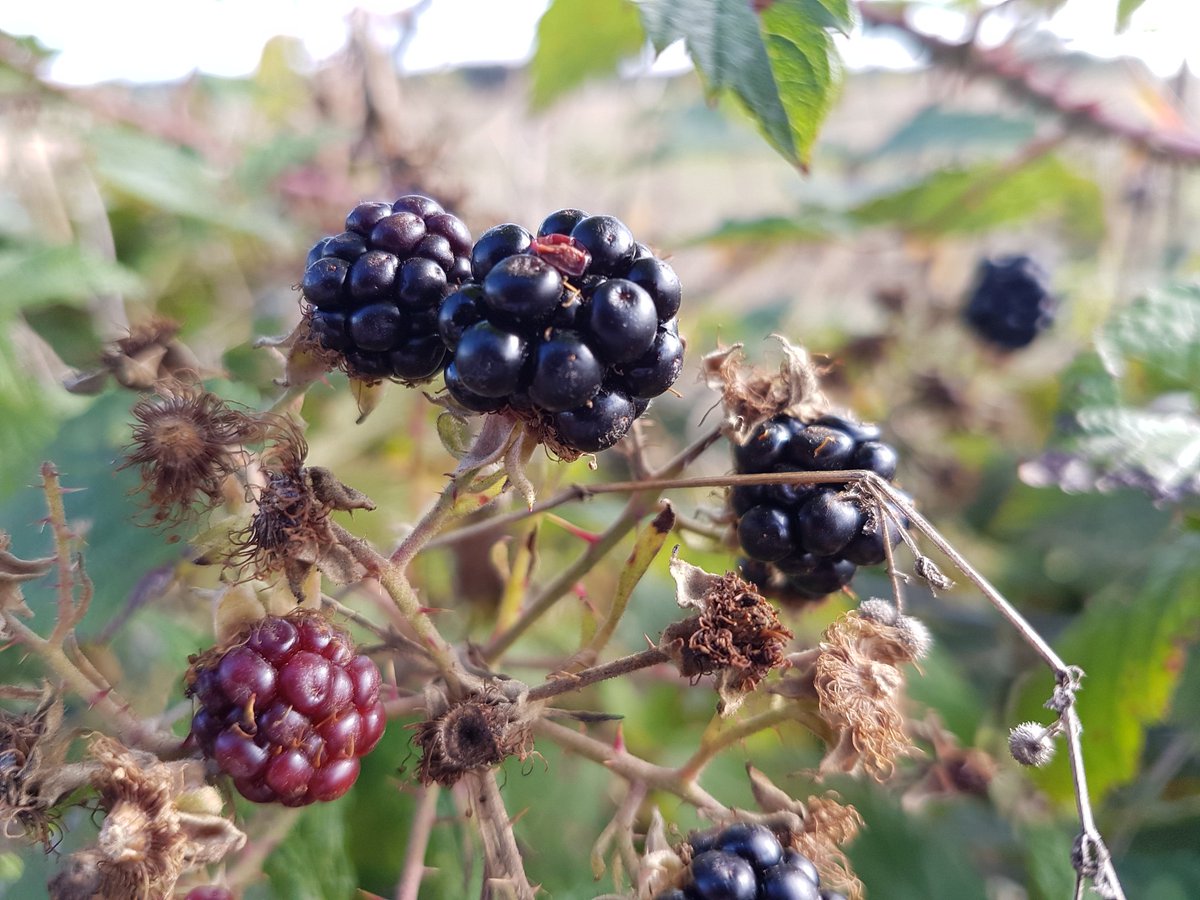catecawley's tweet photo. #AutumnalEquinox. When night and day stand equal in duration, #nature is in balance, a #time of #harvest and celebration #FolkloreThursday https://t.co/wngzKlKyMx