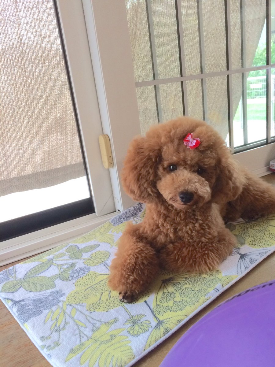 Kj8Y69's tweet photo. しずくちゃん1歳になりました👏💕（今日だと思ってたら昨日誕生日🎂でした←
まだ1歳なんだね、もっと一緒にいる気がするw https://t.co/91ZN7xqCxT