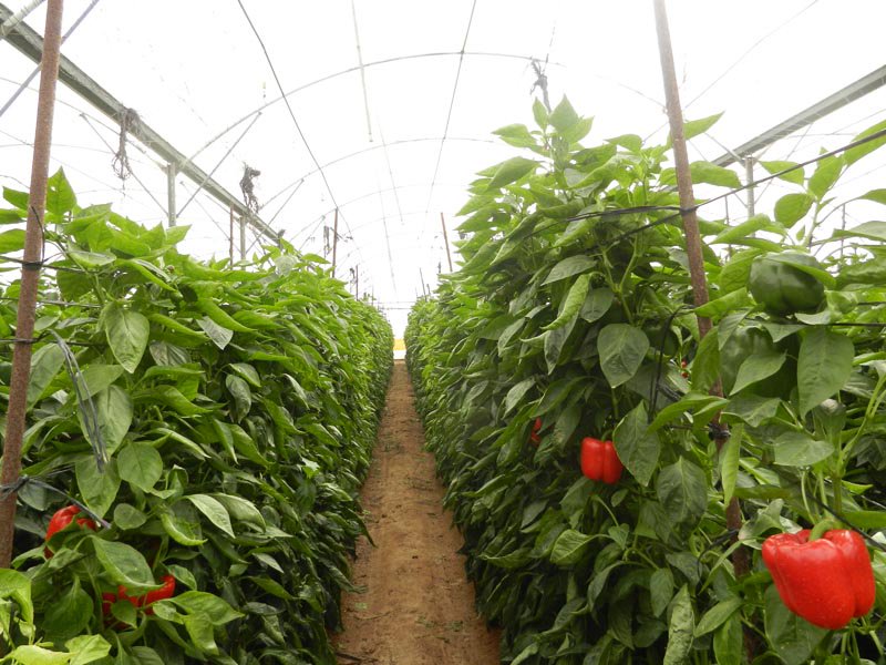 [VIDEO] Exploring capsicum farming SmartFarm w/ DenisOtienoKE Citizen