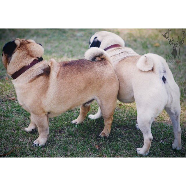 pet_pride's tweet photo. Photographer, make sure you get my best side... No problem! #nowthatsacutebottom
@AllDogsMatter #dogshow https://t.co/qAcaBRMJf1