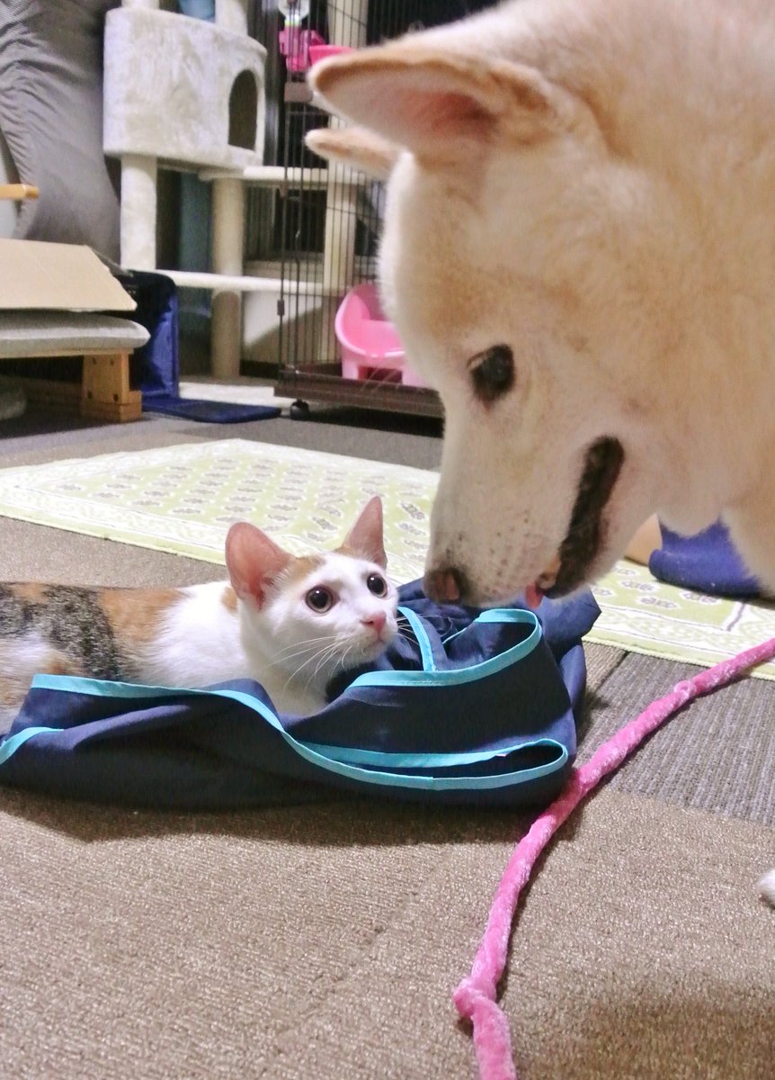 動物,犬,猫,しつけ,飼い方,育て方,病気,健康