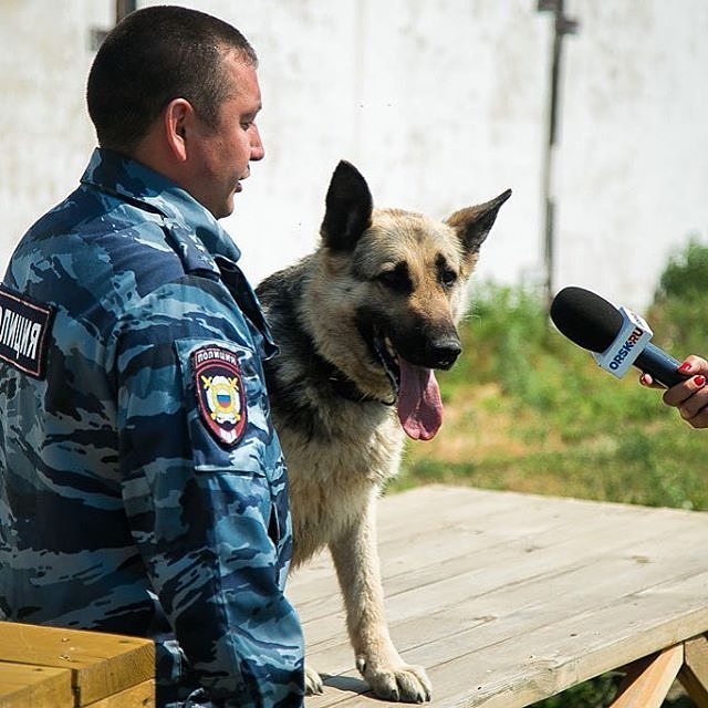 mvd_official's tweet image. #фото: Орский полицейский-кинолог и его напарник дают интервью местному СМИ
#кинолог #Орск #полиция