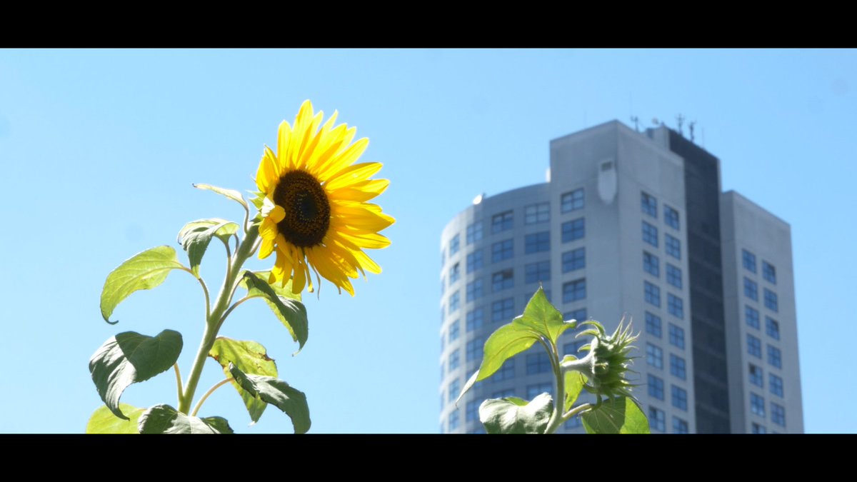 Videobureau's tweet photo. Een still uit de timelapse film #Rotterdam ****Zomer**** #binnenkort #timelapsetime @d_akkers https://t.co/wHonvWy3SW