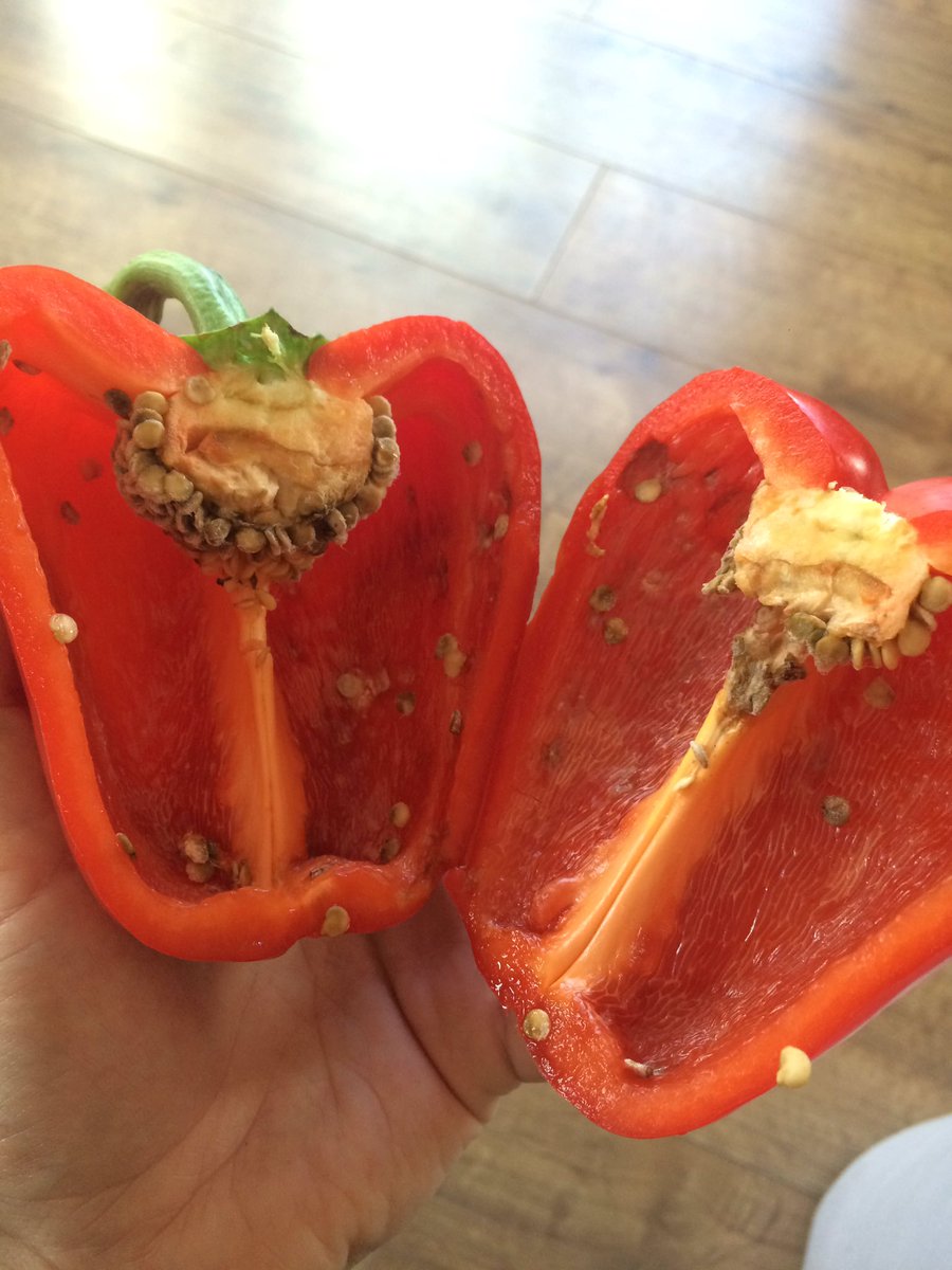 Erinallport's tweet photo. @AldiUK @AldiUK just bought a nice mouldy pepper! No peppers in my dinner tonight then 🤔😷 https://t.co/mmLUv6onda