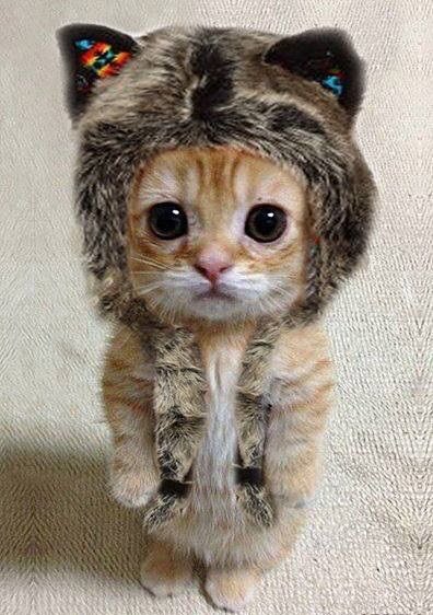 wildcat_gordon's tweet photo. Any information on the whereabouts of this furry fiend should be reported to the Gotham police. She is considered armed &amp; very dangerous. https://t.co/D2Amt1Z943