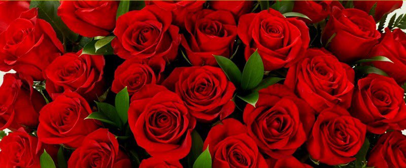 miss_strangew's tweet photo. My roses are perfect just like my letters #JustLetterThings https://t.co/lxLHUR7RNY