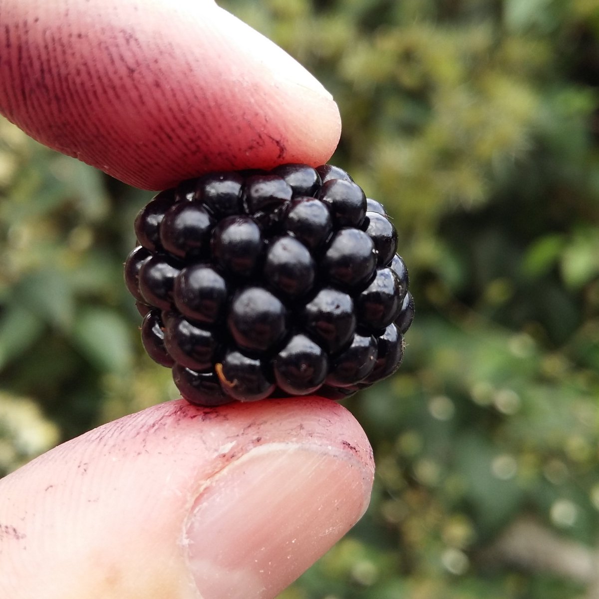 _BLACKCASTLE_'s tweet photo. We love #blackberry season! #bramblesting #blackcastledrinks #craftsoda #craftsoftdrinks #irishfood #blackcastle https://t.co/ERCVMmwznu