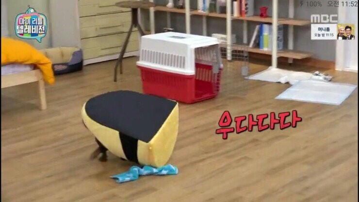 Ttigana09's tweet photo. 강형욱도 포기한 닥스ㅋㅋㅋㅋㅋㅋㅋㅋ닥스훈트 개웃겨 ㅋㅋㅋㅋㅋㅋㅋㅋㅋㅋㅋㅋㅋㅋㅋㅋㅋㅋㅋㅋㅋㅋㅋㅋㅋㅋㅋㅋㅋ이름도 도비ㅋㅋㅋㅋㅋㅋ미취게당 넘넘 사랑스럽다
 
https://t.co/rsSdRNdghQ https://t.co/FijNMyWzJn
