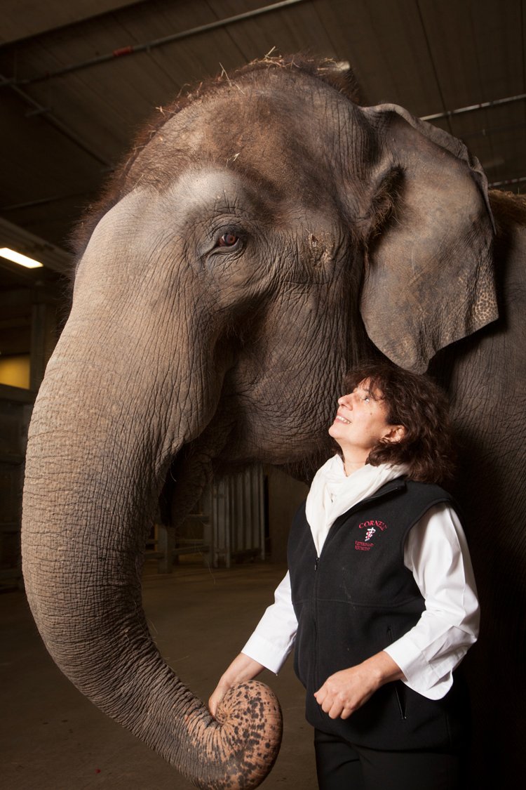 cornellvet's tweet photo. Happy #NationalElephantAppreciationDay! 7 reasons to love them https://t.co/hCzb6FgXFL  via @todayshow https://t.co/2c4C0SlTPp