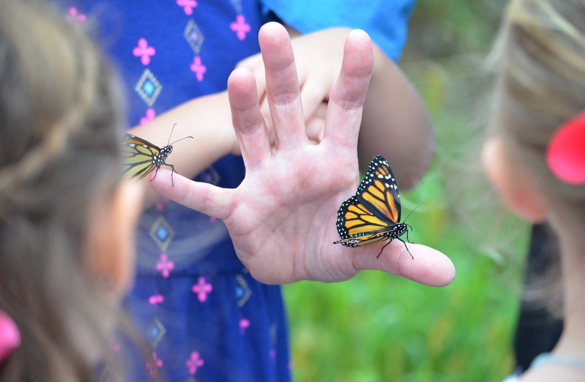 BancroftSchool's tweet photo. Fly Away! Mrs. Truesdell's Kindergarten class released two Monarch butterflies that emerged from their chrysalis today. #OwnYourLearning https://t.co/bdCtnqqMxD